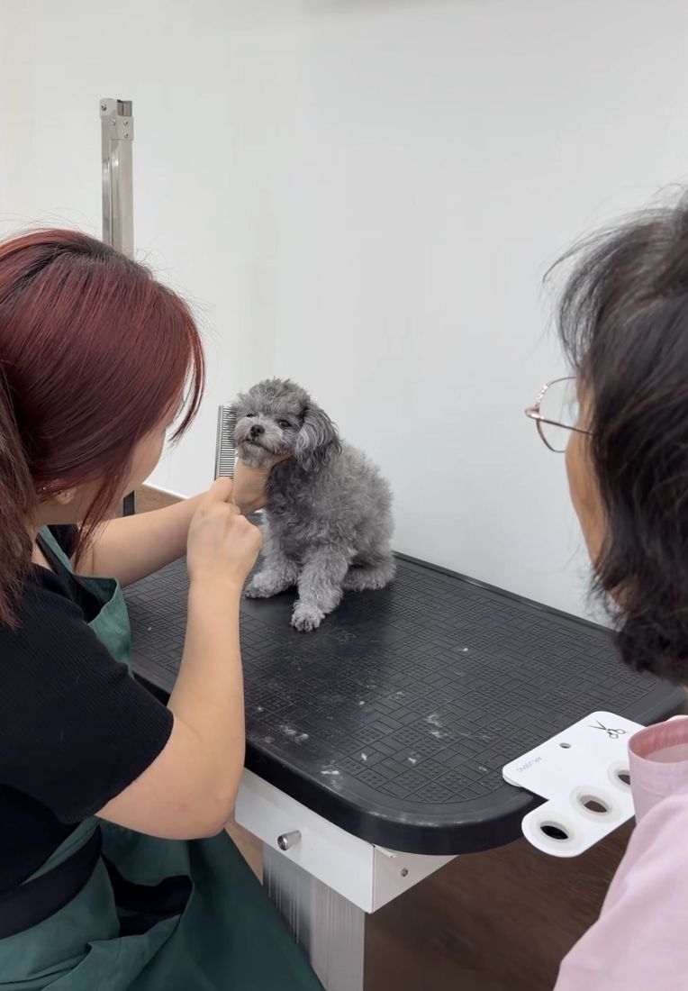 빗질 방법을 보여주는 강사와 지켜보는 보호자